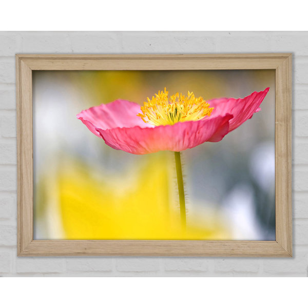 Ebern Designs Einzelner Rosa Mohn Im Garten Gerahmter Druck Wayfair De